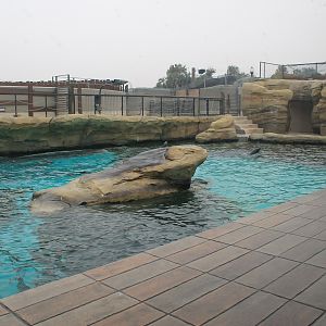Californian Sealion exhibit