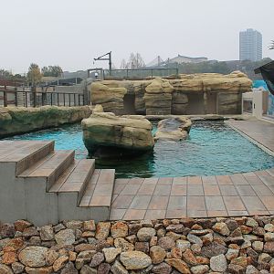 Californian Sealion exhibit