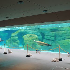 Californian Sealion underwater viewing