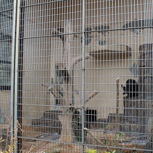 Primate cage example (Drill)