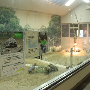 Aldabra Tortoise and Mara