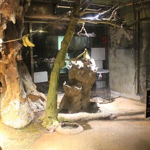 Noocturnal House (Egyptian Fruit Bats)