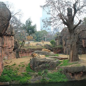 African Lion enclosure