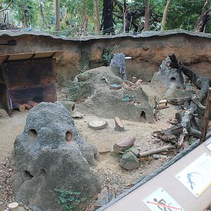 Dwarf Mongoose enclosure