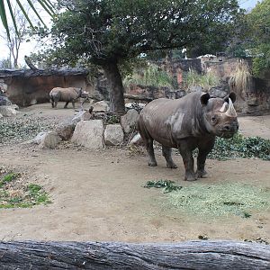 Black Rhino enclosure