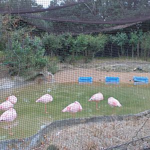 Lesser Flamingo aviary