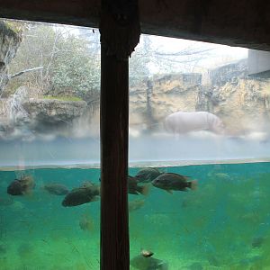 Common Hippo underwater viewing