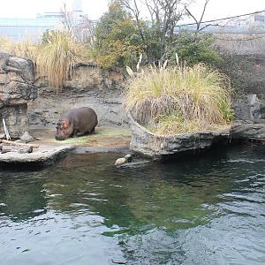 Common Hippo enclosure