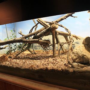 Rosenberg's Monitor (Varanus rosenbergi) exhibit