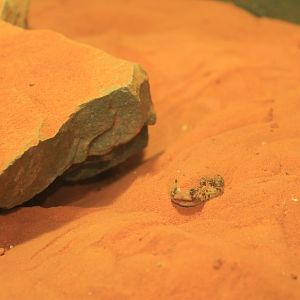 Kenyan Sand Boa (Eryx colubrinus loveridgei)