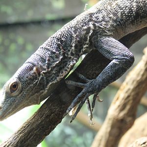 Cobalt Tree Monitor (Varanus macraei)