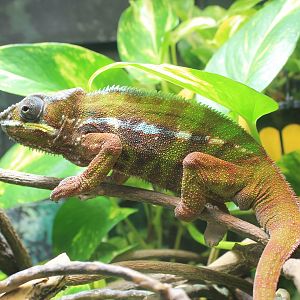 Panther Chameleon (Furcifer pardalis)