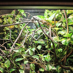 Panther Chameleon exhibit