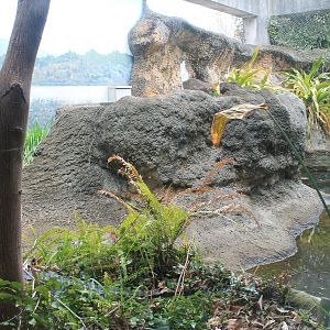 Chinese Alligator exhibit