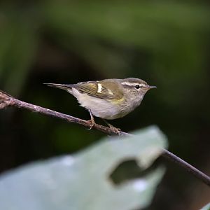 Hume's Leaf-warbler (Phylloscopus humei)