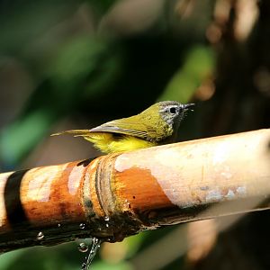 Yellow-bellied Warbler (Abroscopus superciliaris)