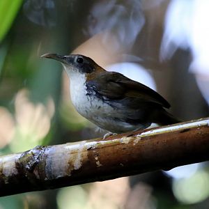 Large Scimitar-babbler (Erythrogenys hypoleucos)