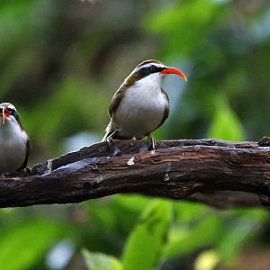 Red-billed Scimitar-babbler (Pomatorhinus ochraceiceps)