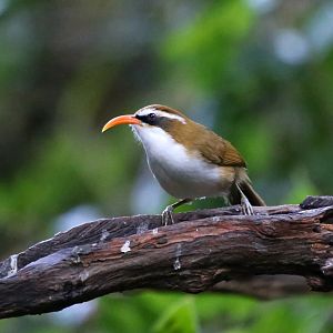Red-billed Scimitar-babbler (Pomatorhinus ochraceiceps)