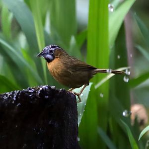 Grey-throated Babbler (Stachyris nigriceps)