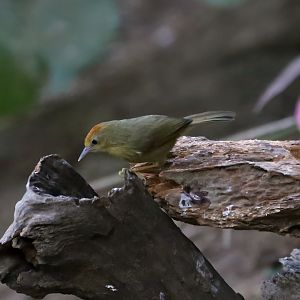 Rufous-fronted Babbler (Cyanoderma rufifrons)
