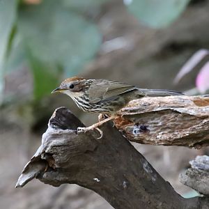 Puff-throated Babbler (Pellorneum ruficeps)