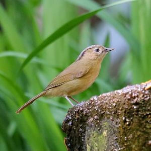 Brown-cheeked Fulvetta (Alcippe poioicephala)
