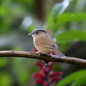 Brown-cheeked Fulvetta (Alcippe poioicephala)