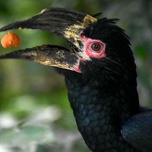 Trumpeter Hornbill (Bycanistes bucinator)
