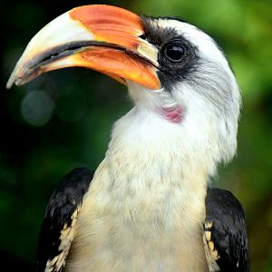 Von der Decken's Hornbill (Tockus deckeni)