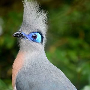 Crested Coua (Coua cristata)