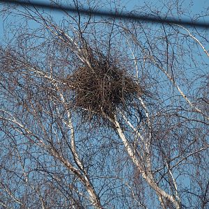 Eurasian magpie nest, 2025-03-02