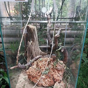 Palmiarni Poznan - Leafcutter ant sp.