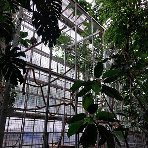 Palmiarni Poznan - Blue-and-yellow Macaw (Ara Ararauna)