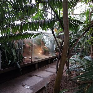 Palmiarni Poznan - Marginated Tortoise (Testudo marginata)