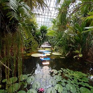 Palmiarni Poznan - Lilytrotters' Waterlily (Victoria amazonica) bassin