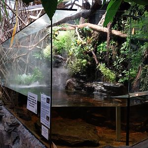 Palmiarni Poznan - Mata-Mata (Chelus fimbriata)