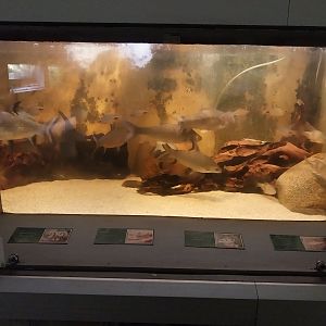 Palmiarni Poznan - Asia