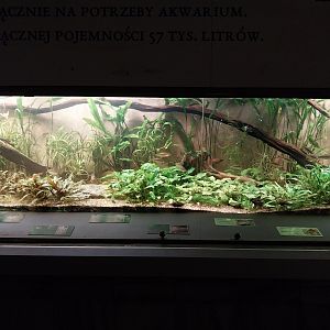 Palmiarni Poznan - Asia