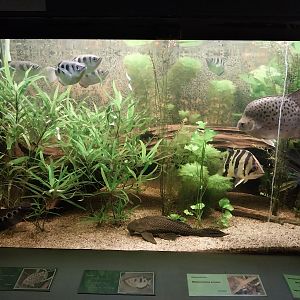 Palmiarni Poznan - Asia