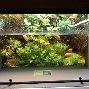 Palmiarni Poznan - Asia