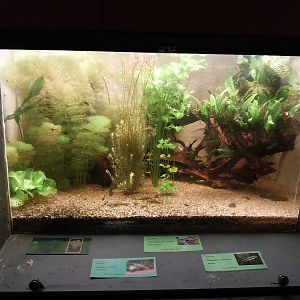 Palmiarni Poznan - Asia