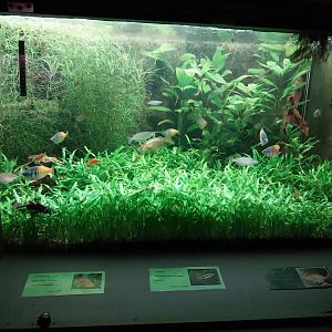 Palmiarni Poznan - Asia