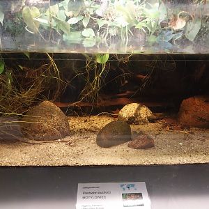 Palmiarni Poznan - Africa