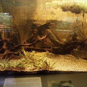 Palmiarni Poznan - Africa