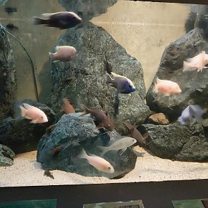 Palmiarni Poznan - Africa