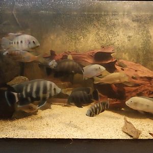 Palmiarni Poznan - Africa