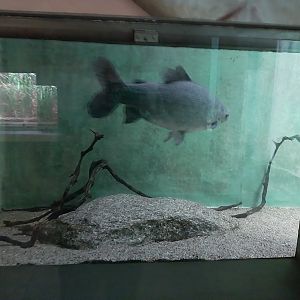 Palmiarni Poznan - Asia - Giant Gourami tank