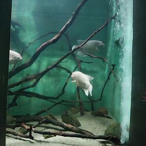 Palmiarni Poznan - Asia - Giant Gourami tank