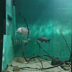 Palmiarni Poznan - Asia - Giant Gourami tank